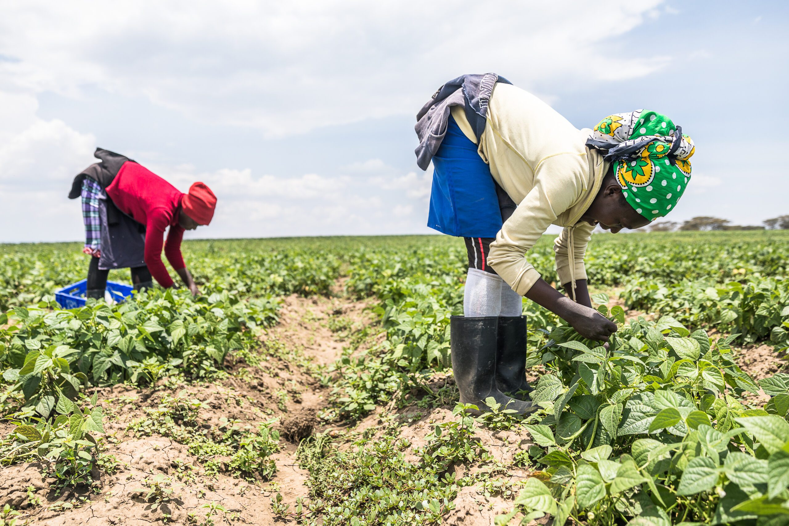 FBK partners with producers like Westrift Farm in Naivasha, Kenya, to recover surplus produce from fields, ensuring that edible, nutritious food does not go to waste. Last year, FBK recovered over 296,000 kilograms of food from commercial farms, small-scale farmers, and processing facilities.